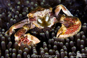 Porcelain crab with eggs by Pietro Cremone 